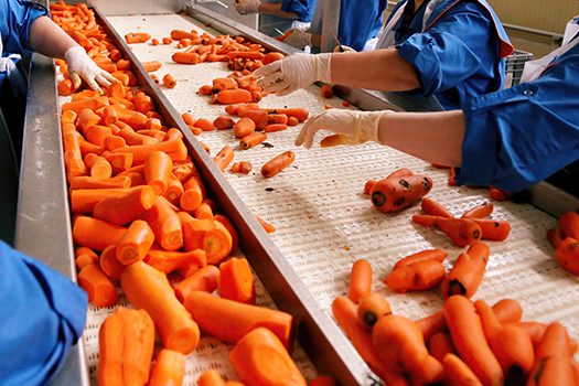 carrot sorting for quality